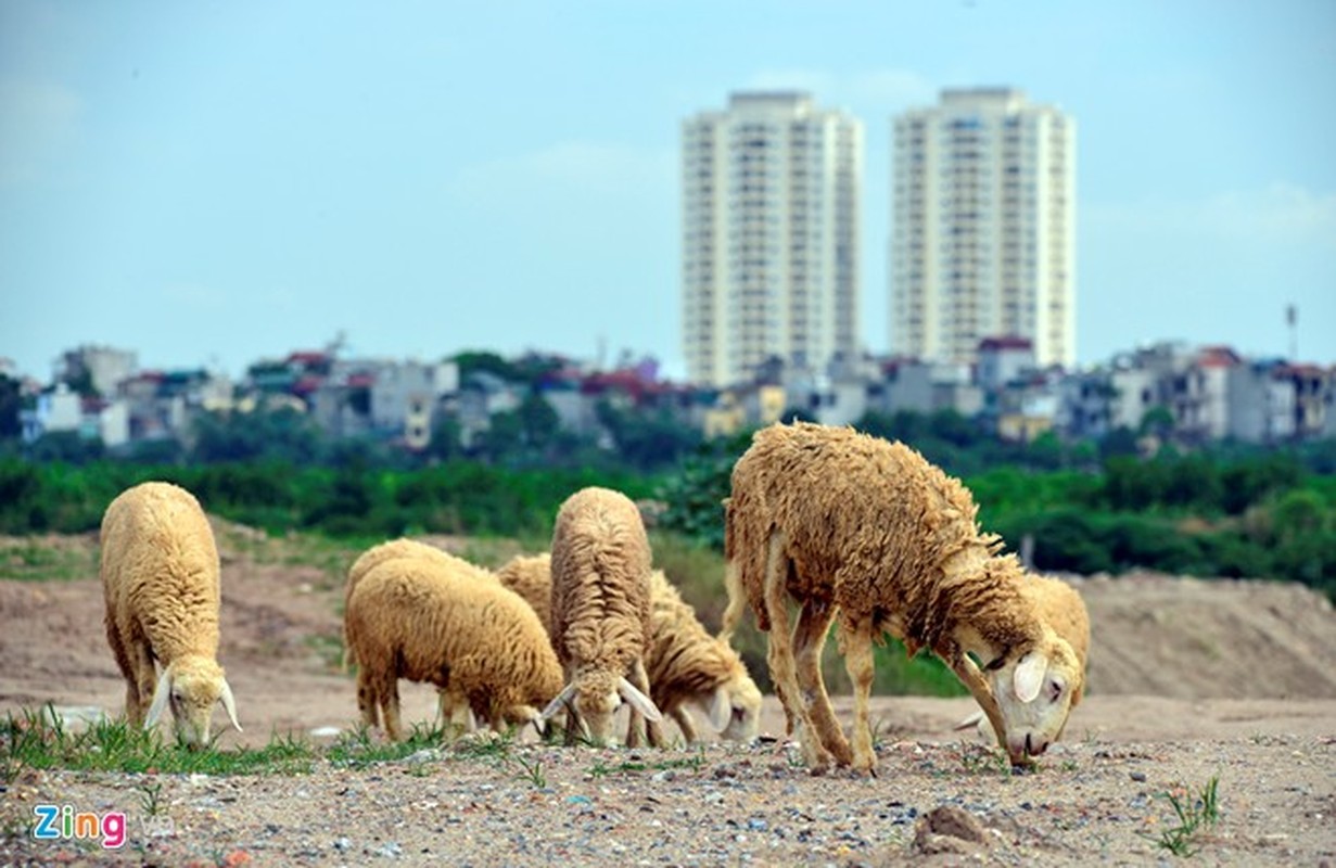 Ngam dan cuu nhon nho o vung ven Ha Noi-Hinh-2