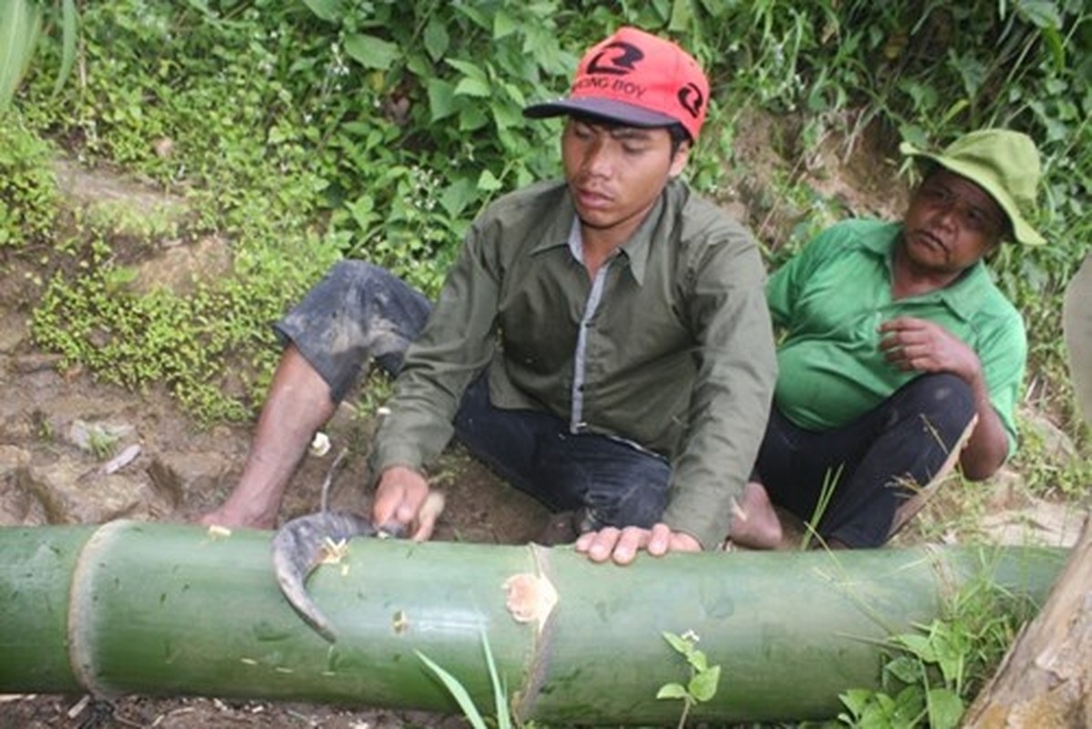 Can canh loai tre khong lo tren nui cao Quang Nam-Hinh-6