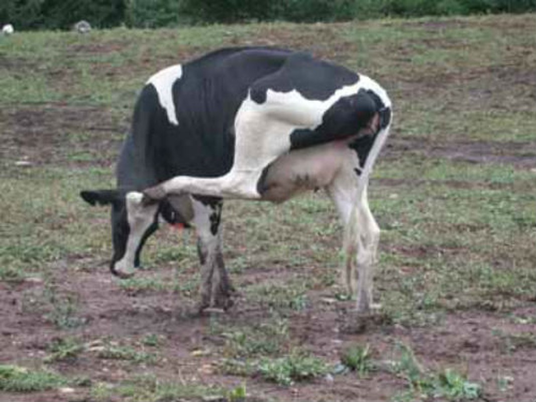 Chet cuoi hinh anh dong vat gai ngua sieu ngo nghinh-Hinh-3