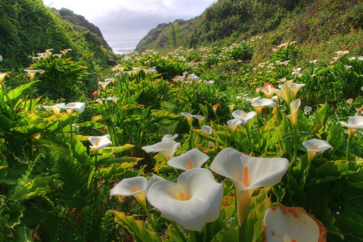 Me dam nhung canh dong hoa dep nhat the gioi-Hinh-11