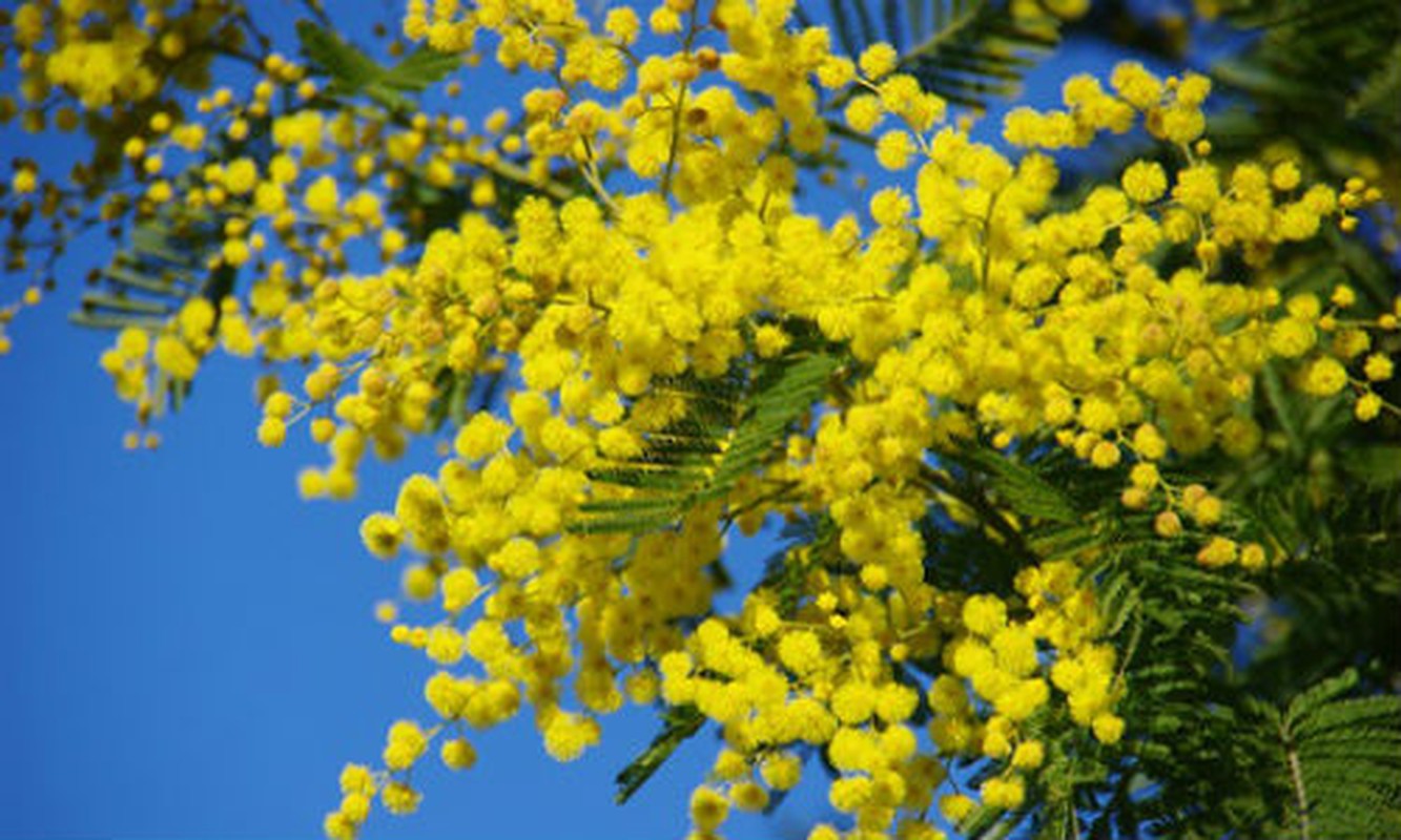 Ky la nhung loai cay co kha nang du bao thoi tiet-Hinh-8