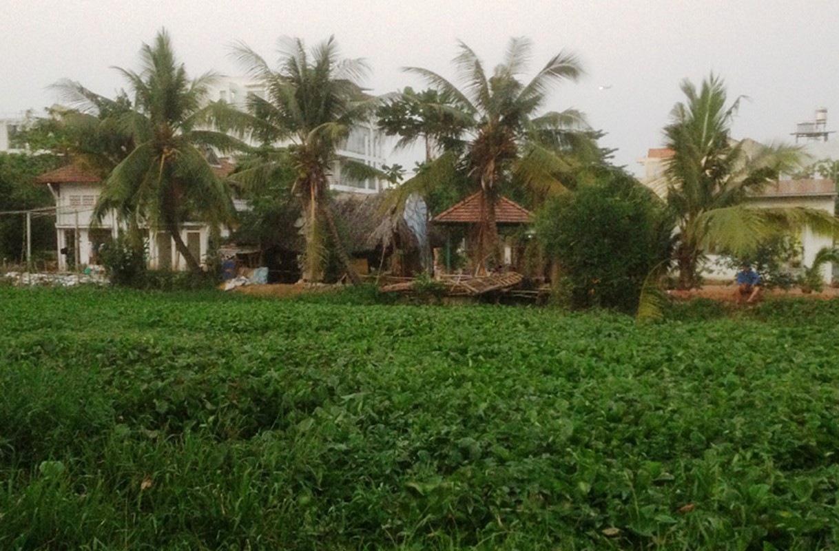 Nguoi Sai Gon an com... trong man vi muoi tan cong-Hinh-10