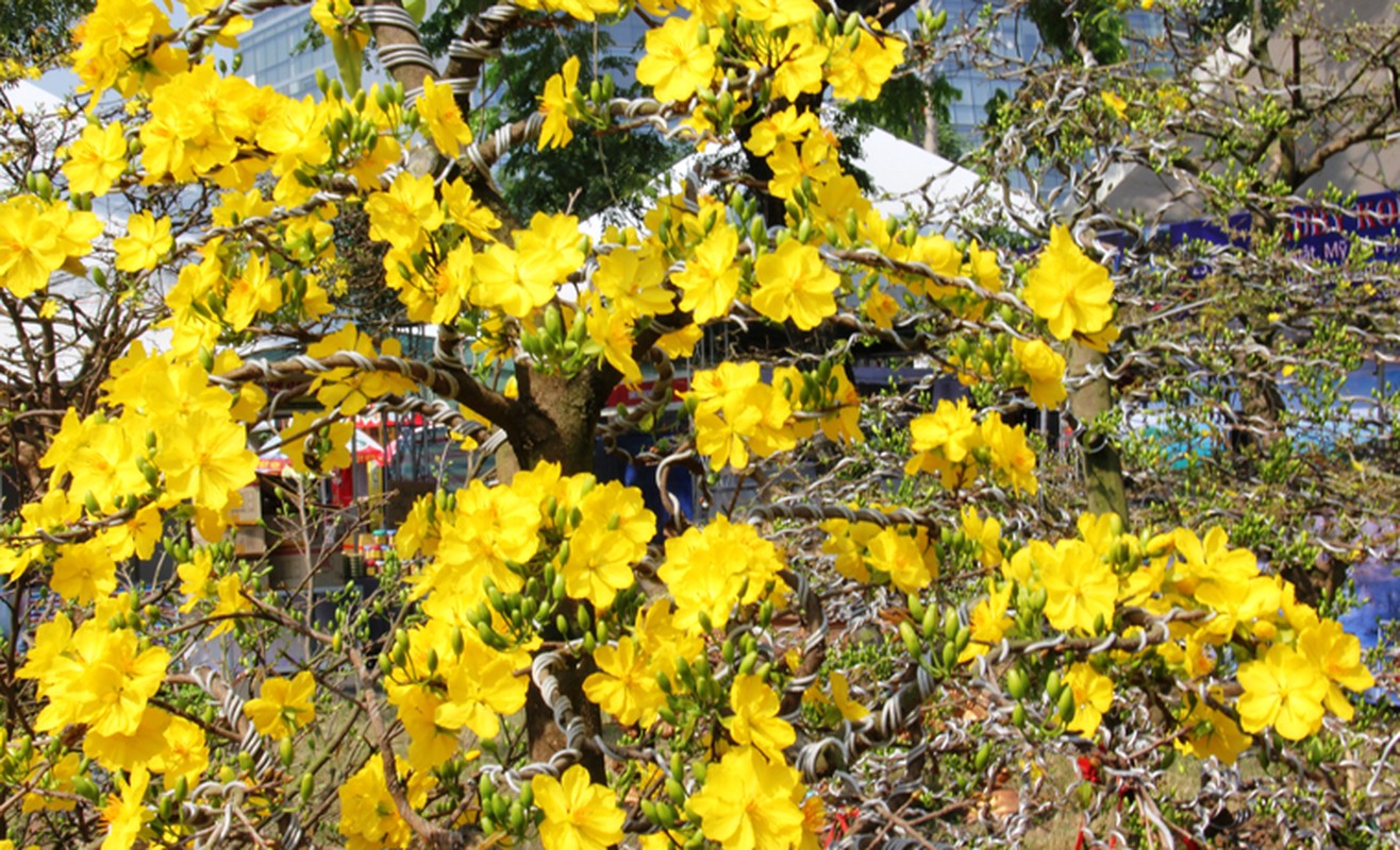 Ngam loat hang cuc doc o cho hoa Xuan Sai Gon-Hinh-6