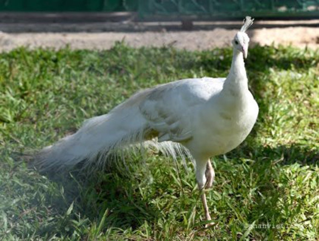 Thu quy nuom nuop “cuoi” chuyen co ve Phu Quoc-Hinh-6