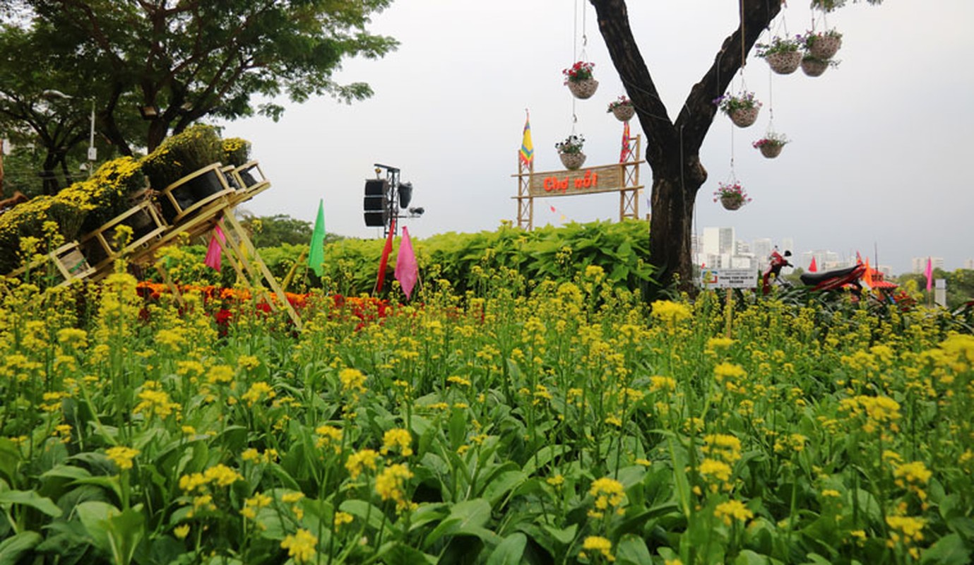 Long lay duong hoa Tet 2017 o KDT hien dai nhat SG-Hinh-9