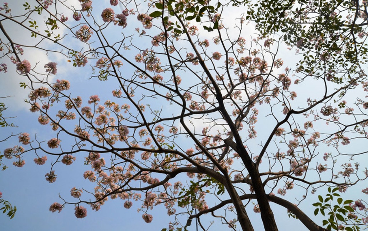 Ngay ngat ngam hoa ken hong nhuom tim duong pho Sai Gon-Hinh-4