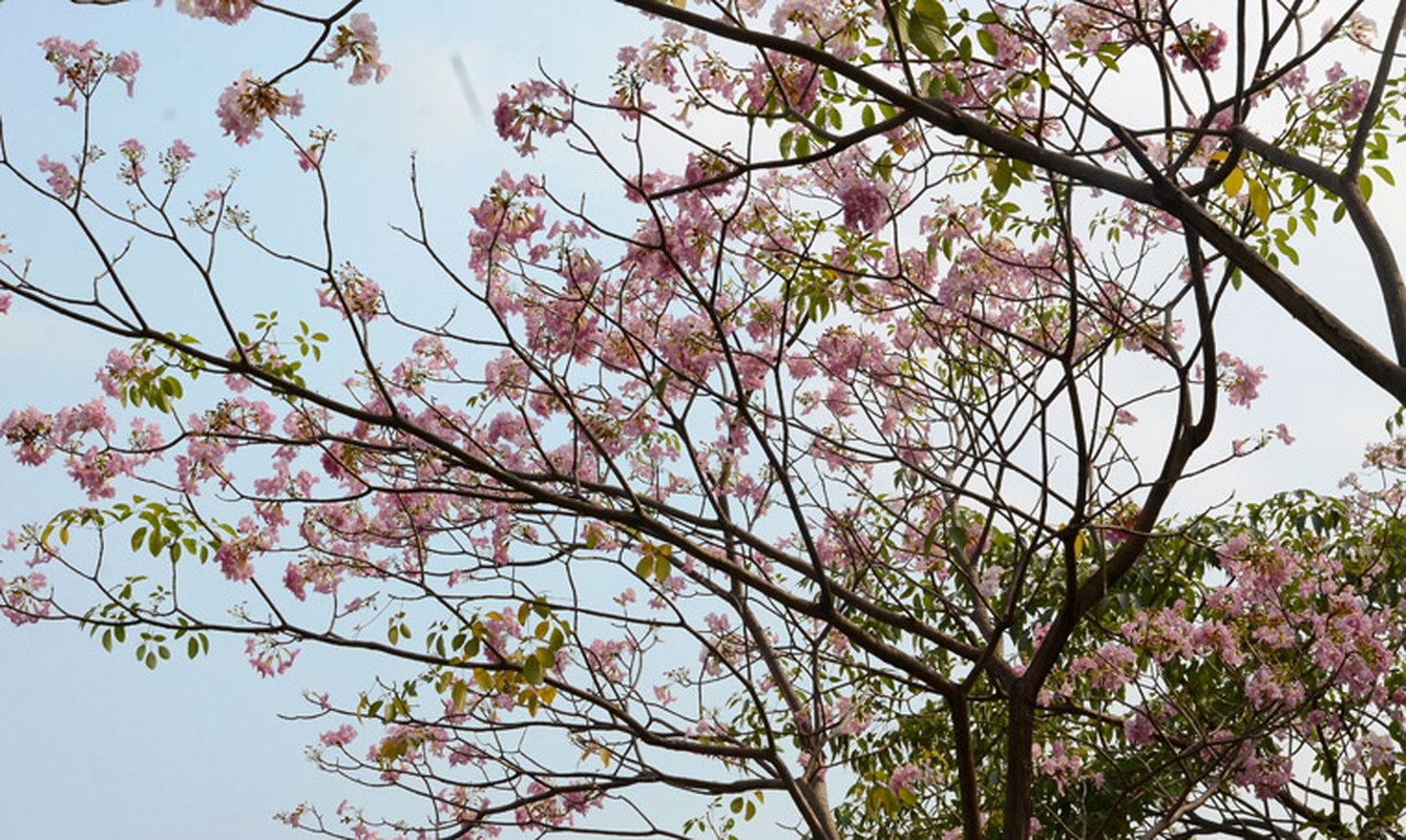 Ngay ngat ngam hoa ken hong nhuom tim duong pho Sai Gon-Hinh-7