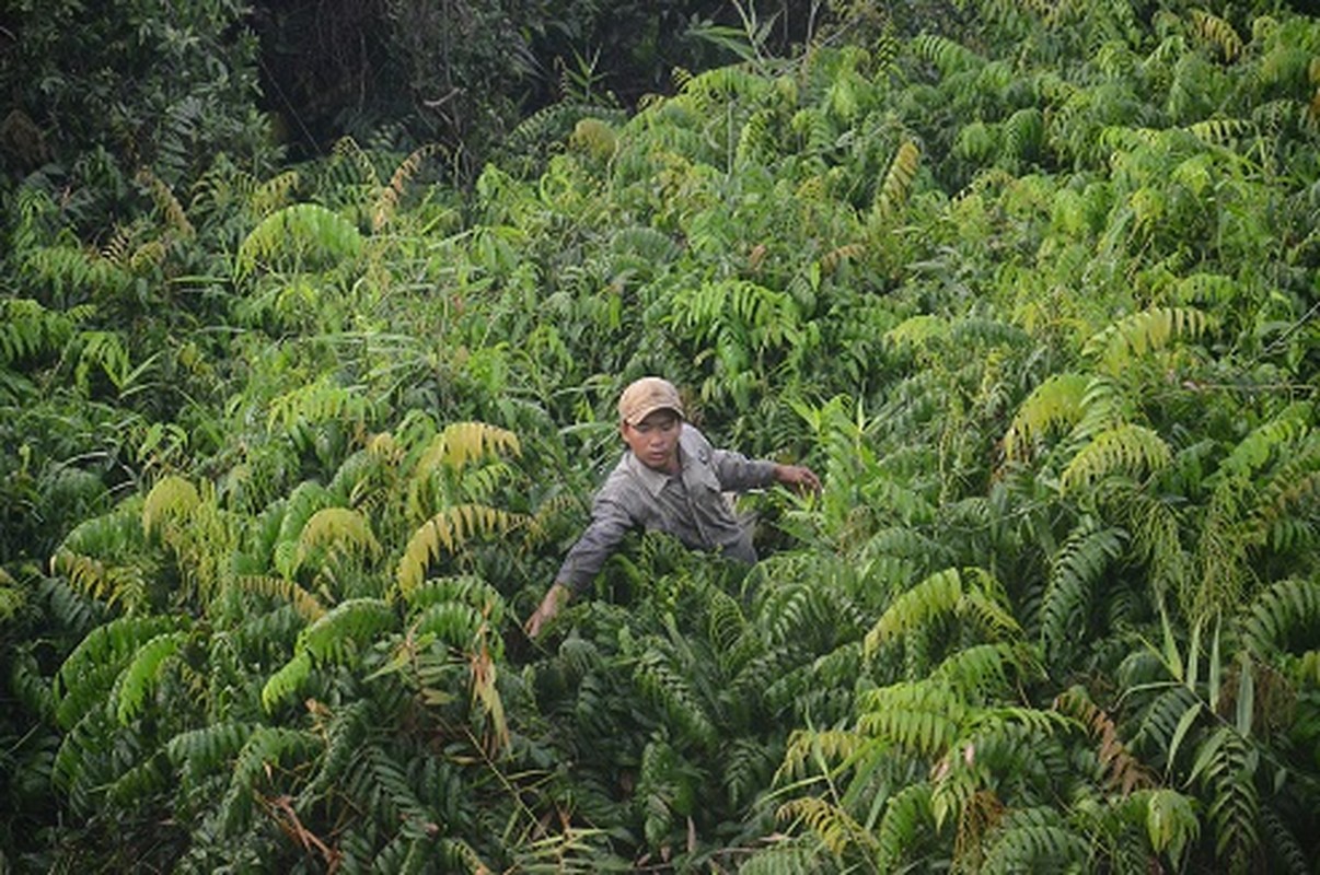 Nghe hai rau choai muu sinh o ngoai thanh Sai Gon