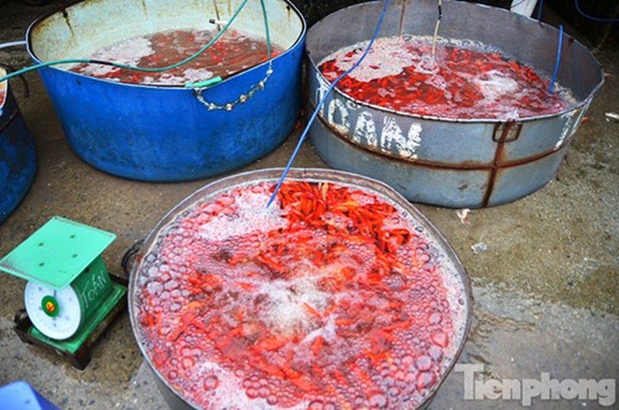 Tap nap cho ca ong Cong, ong Tao lon nhat Ha Noi-Hinh-13