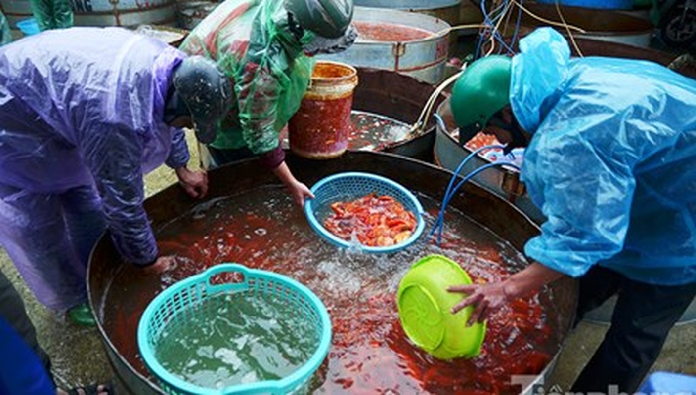 Tap nap cho ca ong Cong, ong Tao lon nhat Ha Noi