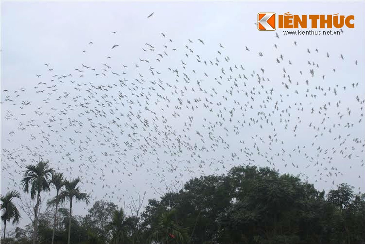 Chiem nguong “doi co” co mot khong hai o Nghe An-Hinh-4