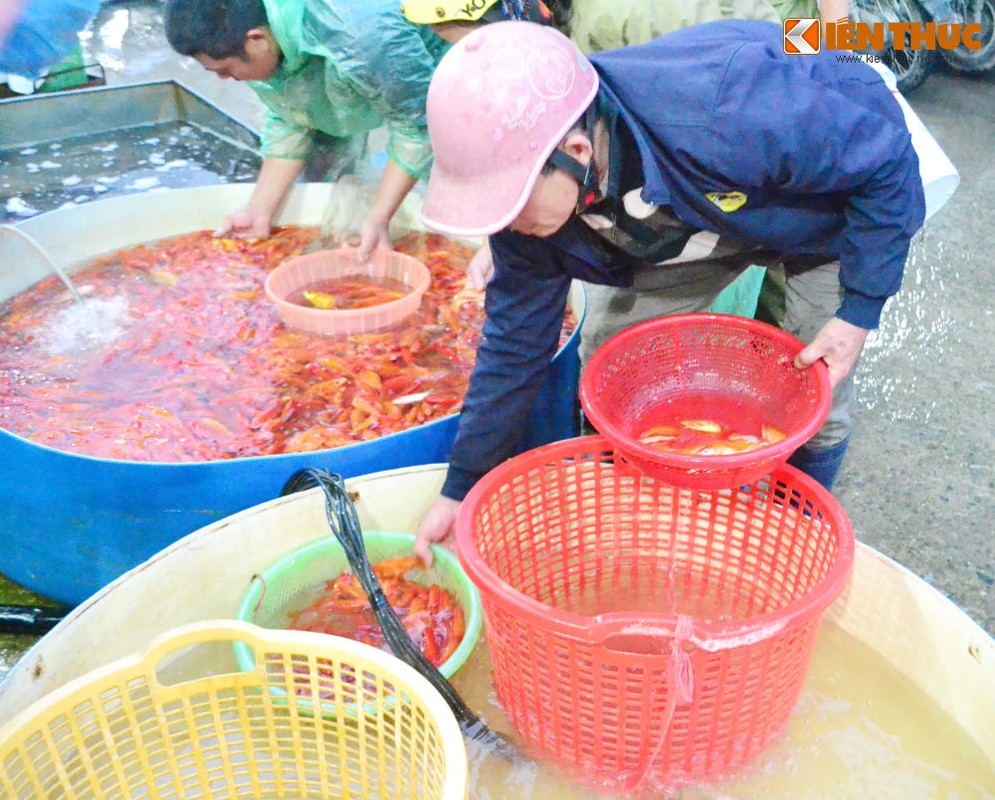 Cho ca lon nhat Ha Noi tap nap truoc ngay cung ong Cong ong Tao-Hinh-14