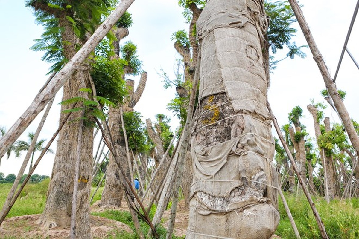 Hang cay xa cu Kim Ma “hoi sinh” manh me sau 7 thang di doi-Hinh-8