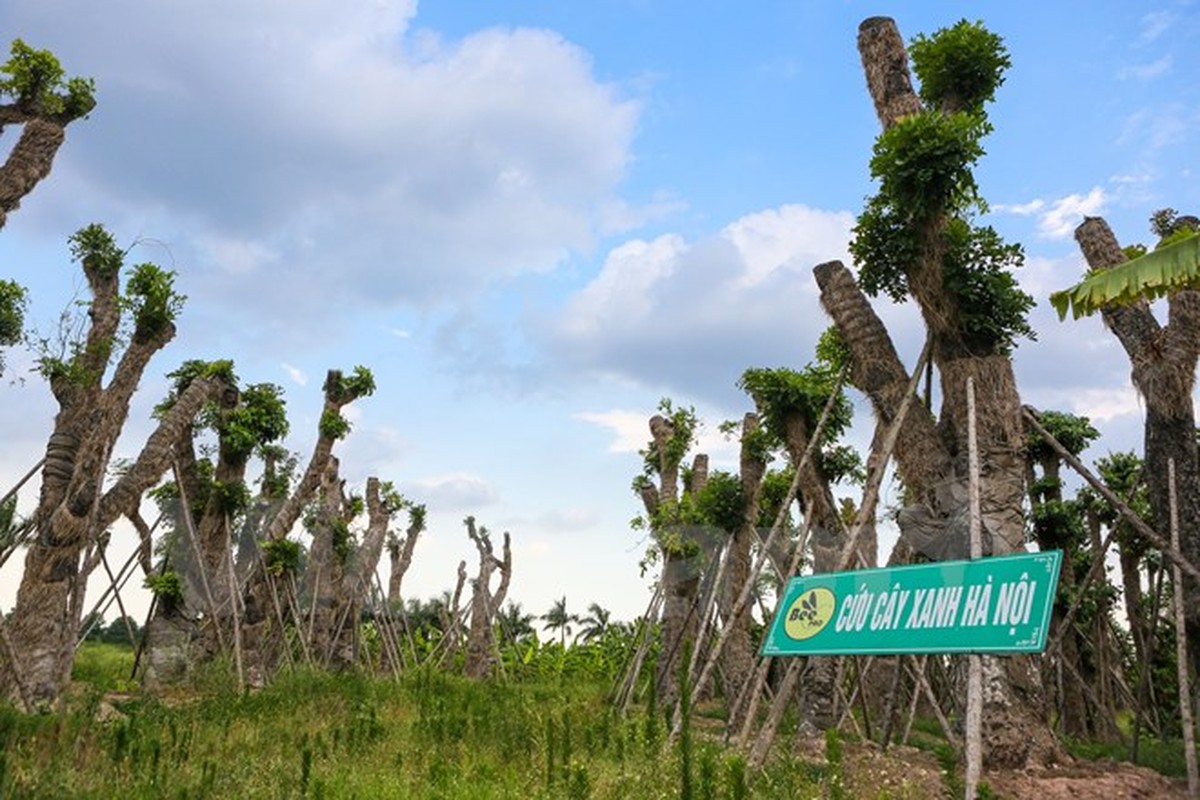 Hang cay xa cu Kim Ma “hoi sinh” manh me sau 7 thang di doi