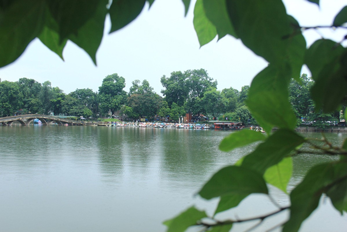 Man nhan cay sung qua moc chi chit canh ho Thu Le - Ha Noi-Hinh-9