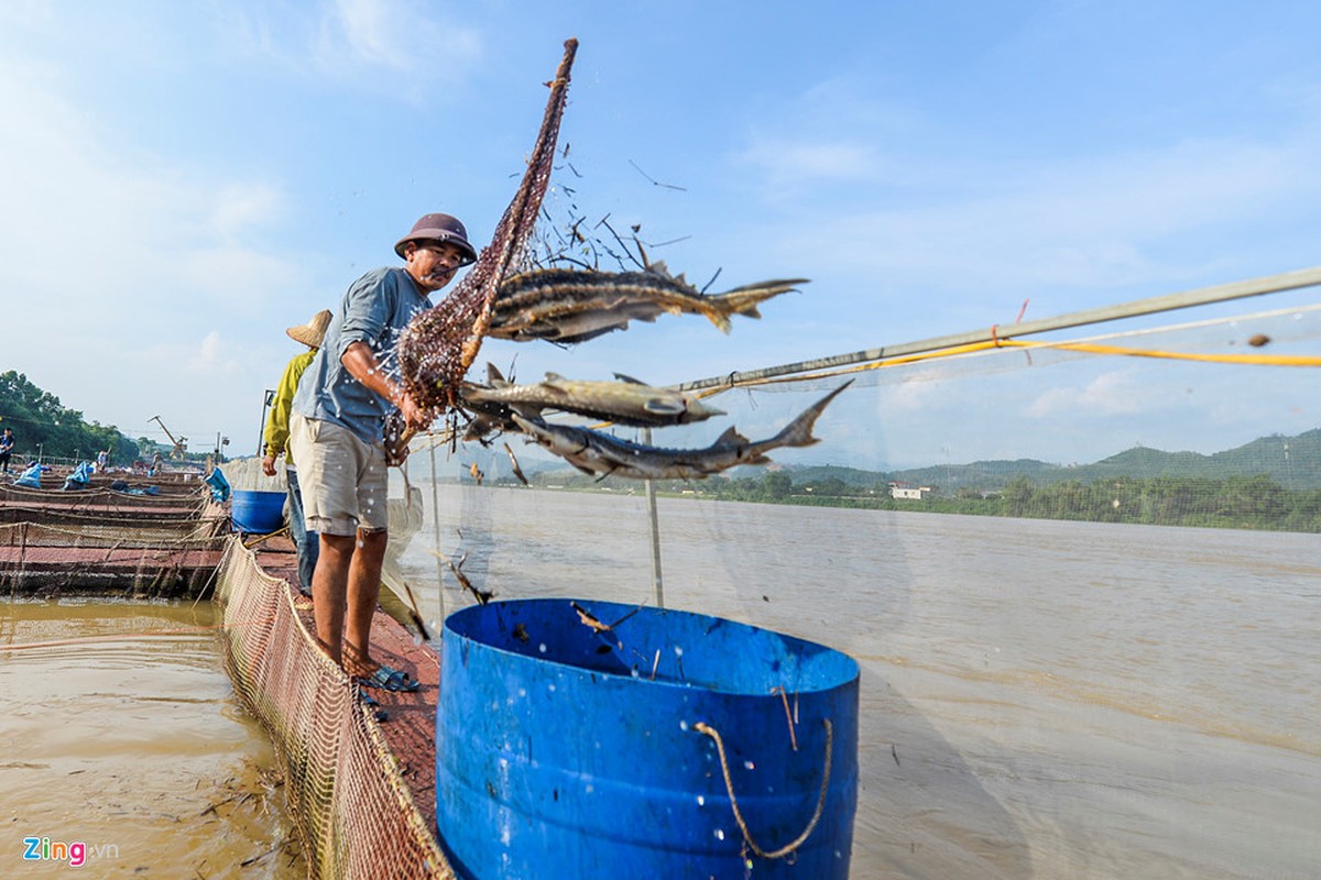 Thuy dien Hoa Binh xa lu, hang chuc tan ca tam chet sat ngay thu hoach-Hinh-10