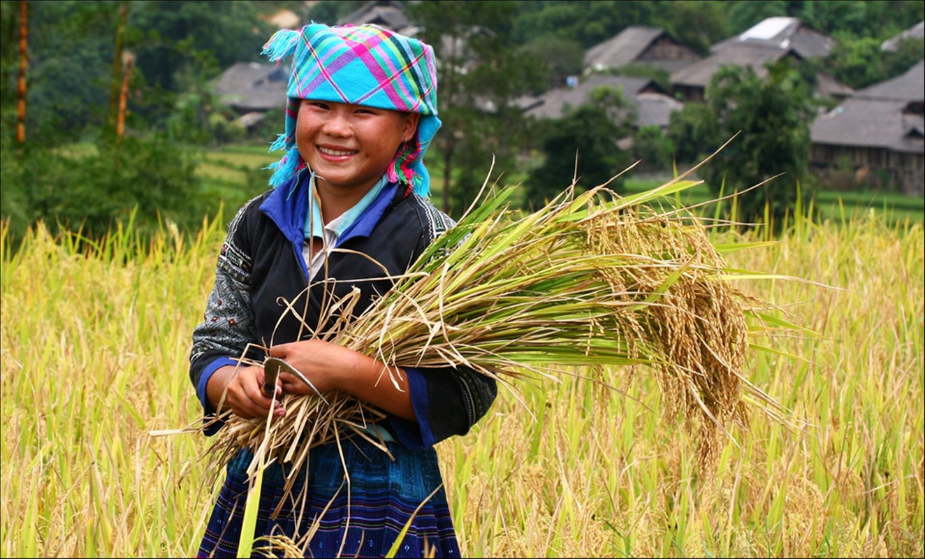 Tuyet dep bo anh Tay Bac mua lua chin ruc ro sac vang-Hinh-8