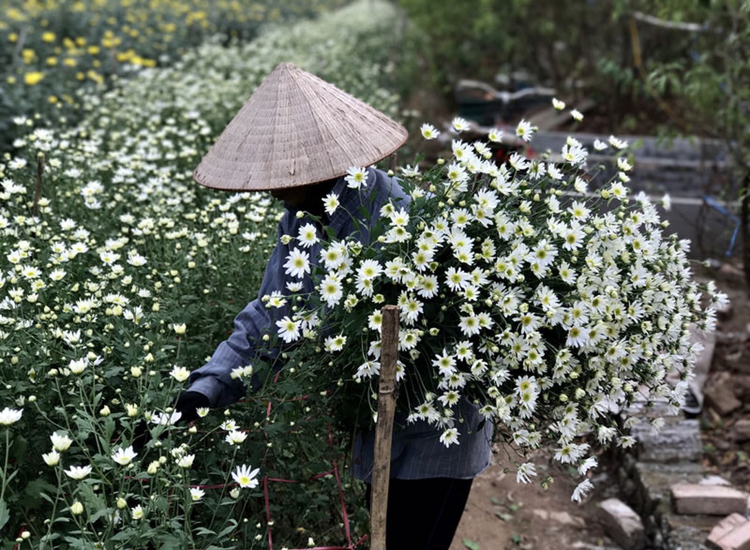 Mua cuc hoa mi: Chi em phat cuong, dan Nhat Tan mung tham-Hinh-8