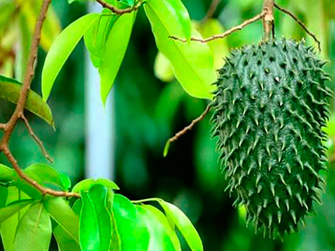 Ky la nhung loai la rung day, tuong bo di dem ban bong 