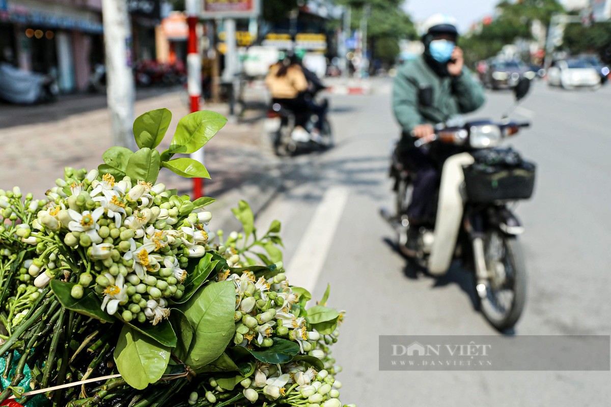 Mua hoa buoi ngat huong o Ha Noi-Hinh-9