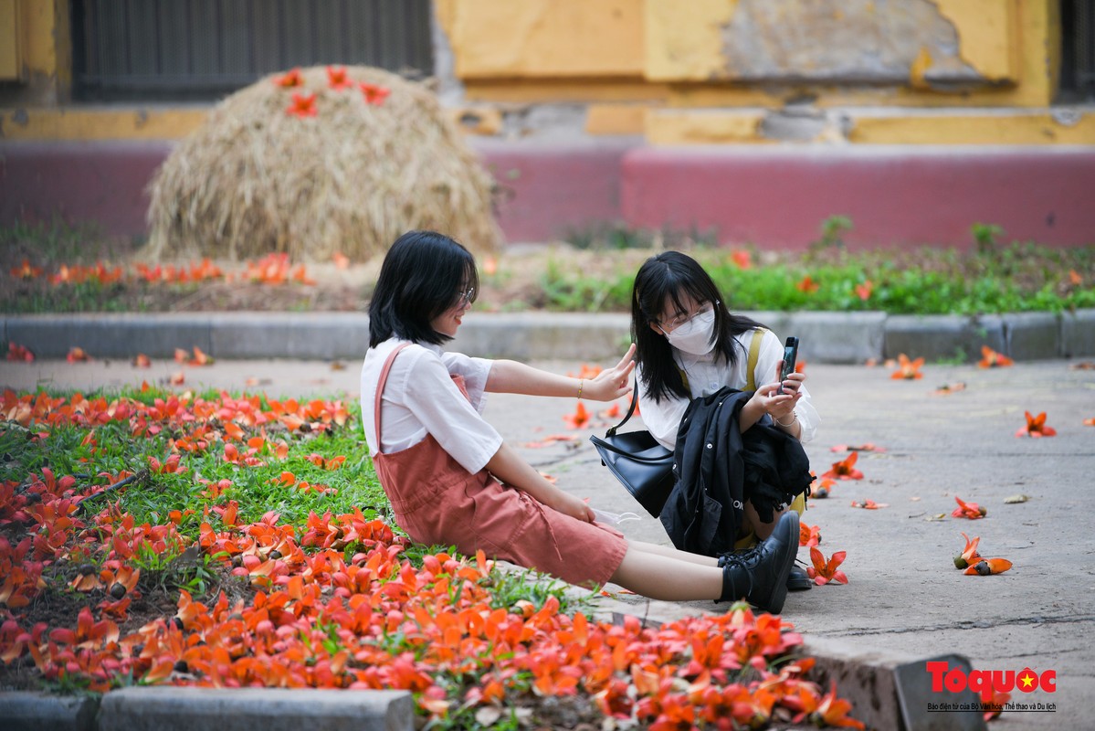 Hoa gao do ruc tai Bao tang Lich su Quoc gia-Hinh-13