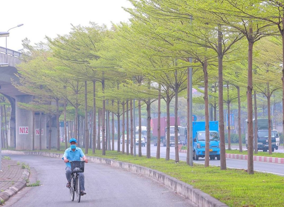 Hang cay bang la nho khien duong len cau Thanh Tri dep nhu tranh-Hinh-8