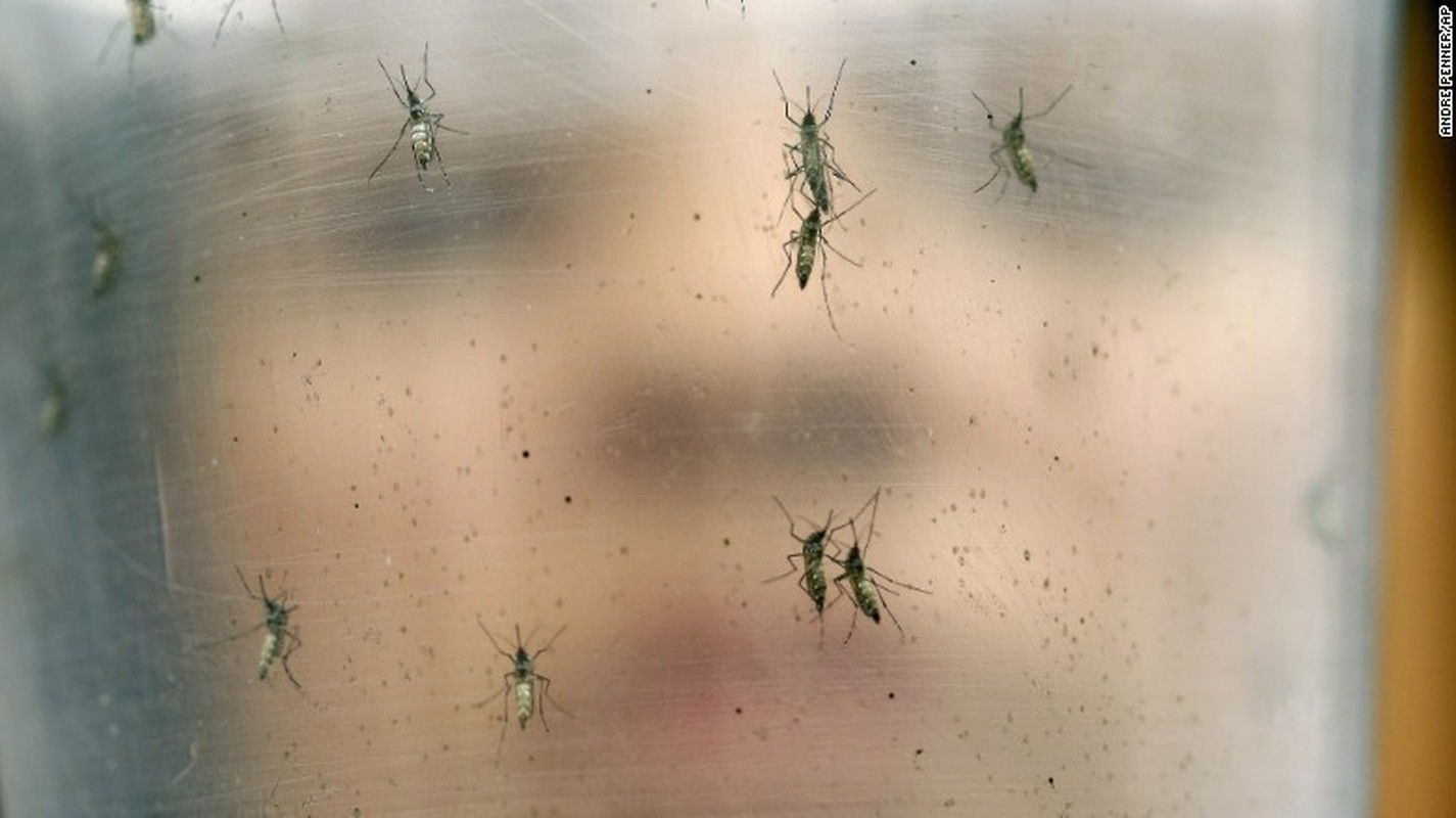 5 dieu can biet ve virus Zika an nao nguoi-Hinh-7