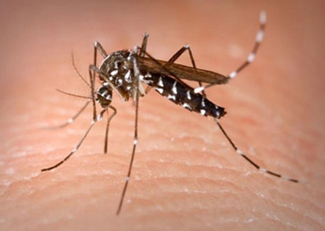 Nhung dieu can biet ve loai muoi truyen virus Zika-Hinh-4