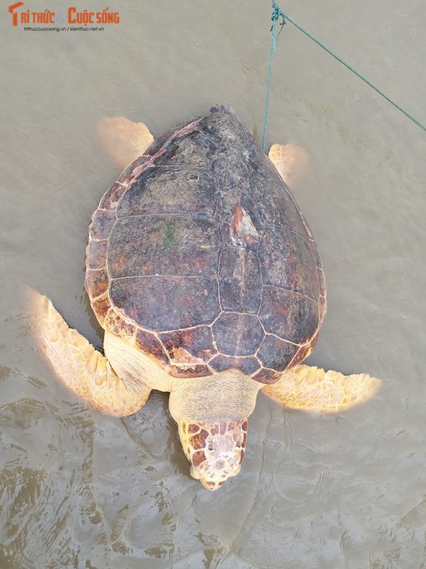 Ngu dan Quang Tri bat duoc rua vang quy hiem nang 50kg-Hinh-7