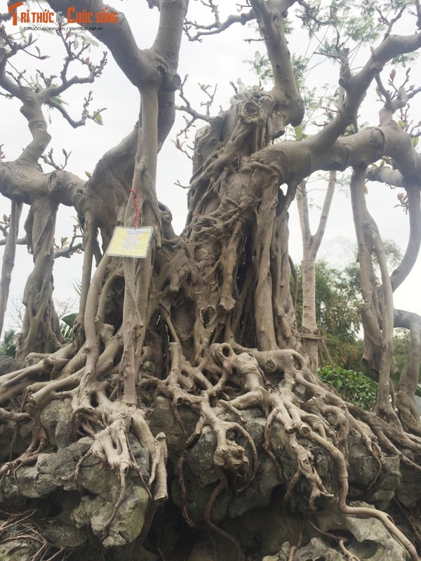 Sieu pham cay da co tram tuoi bac ty cua dai gia Ha Noi-Hinh-9