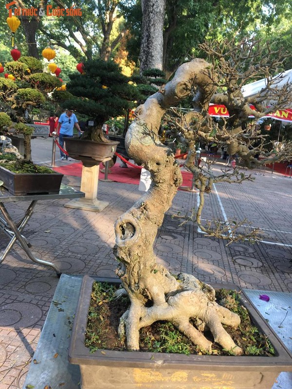 Ky di loat bonsai khong la the doc hut hon dan choi-Hinh-2