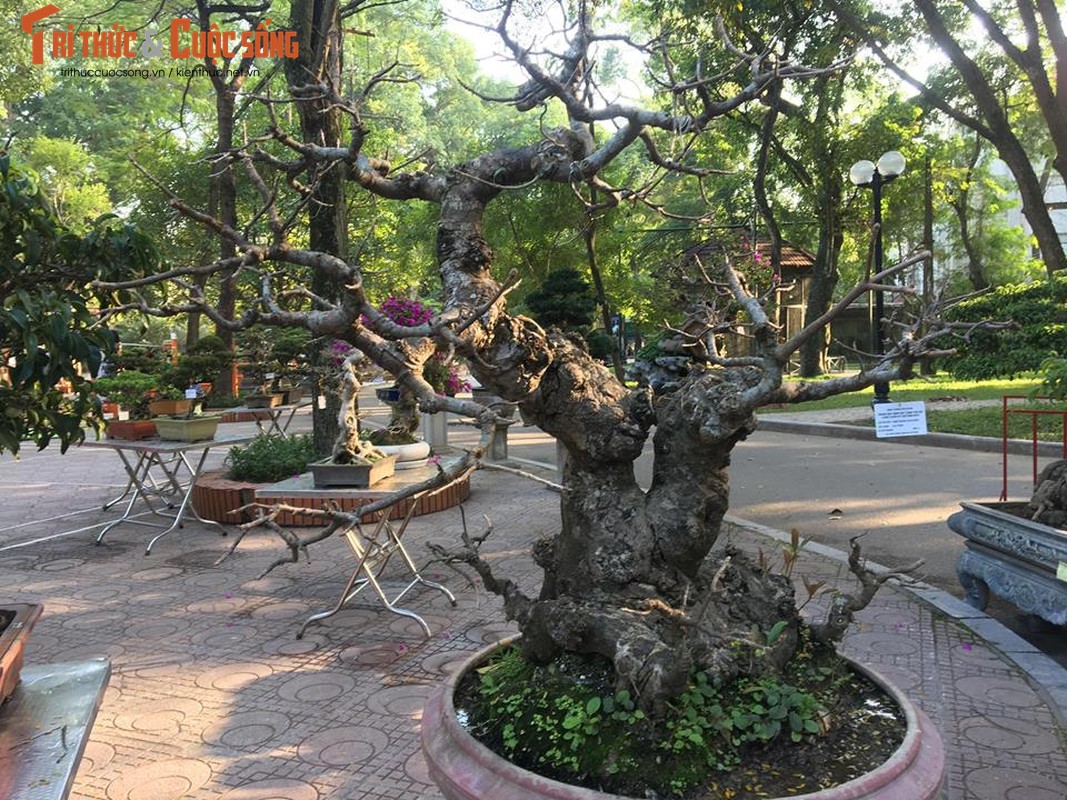 Ky di loat bonsai khong la the doc hut hon dan choi-Hinh-5