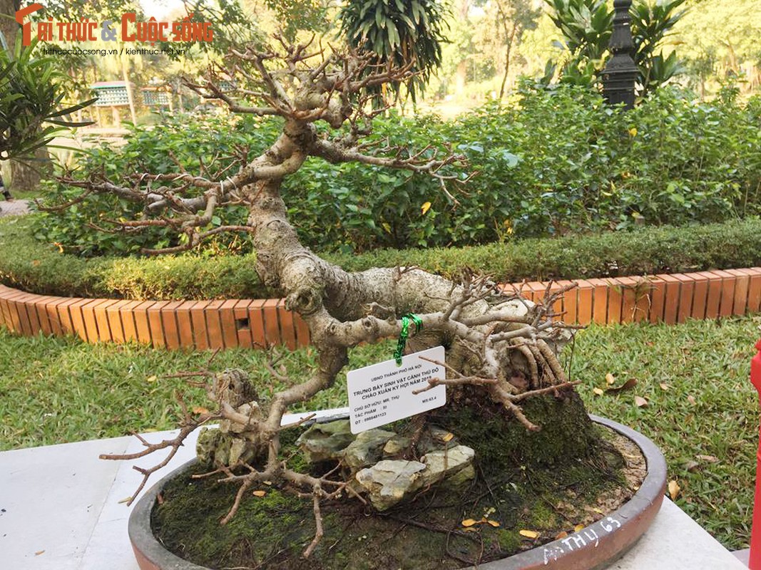 Ky di loat bonsai khong la the doc hut hon dan choi-Hinh-7