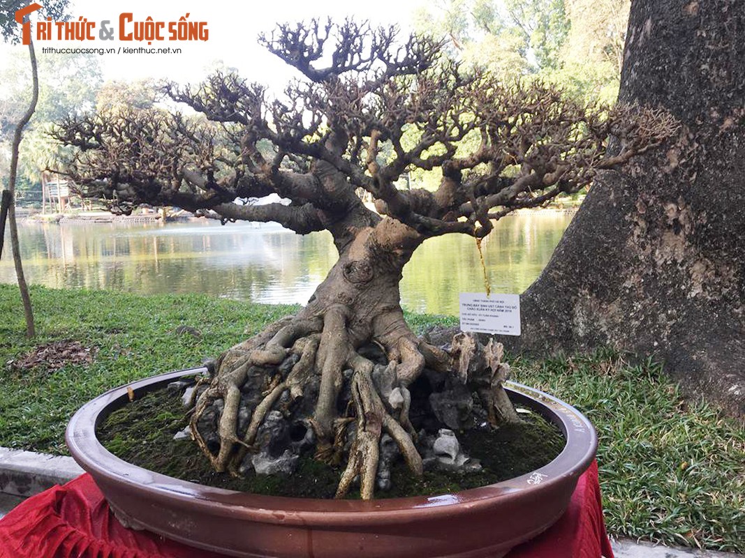 Kho nhu cui, lai khong co la, bonsai sanh co van sieu dep-Hinh-9