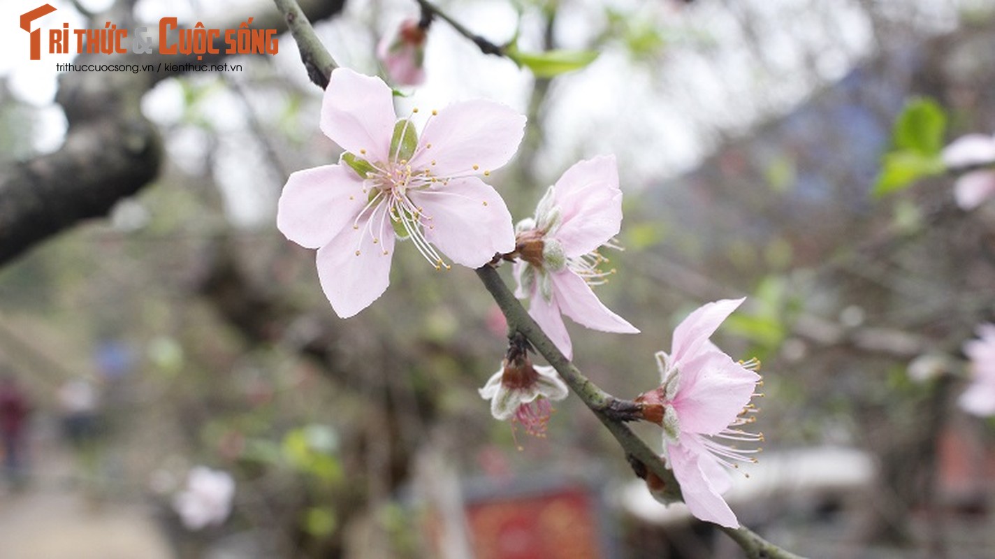 Anh: Nguoi dan trong dao Van Tao tat bat cho Tet Ky Hoi 2019-Hinh-13