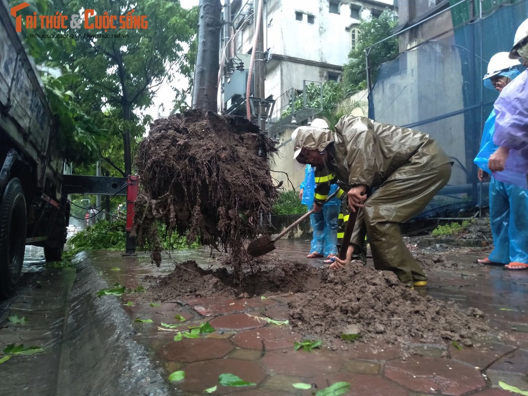 Hang loat cay xanh tren pho Ha Noi bat goc sau bao so 3-Hinh-6