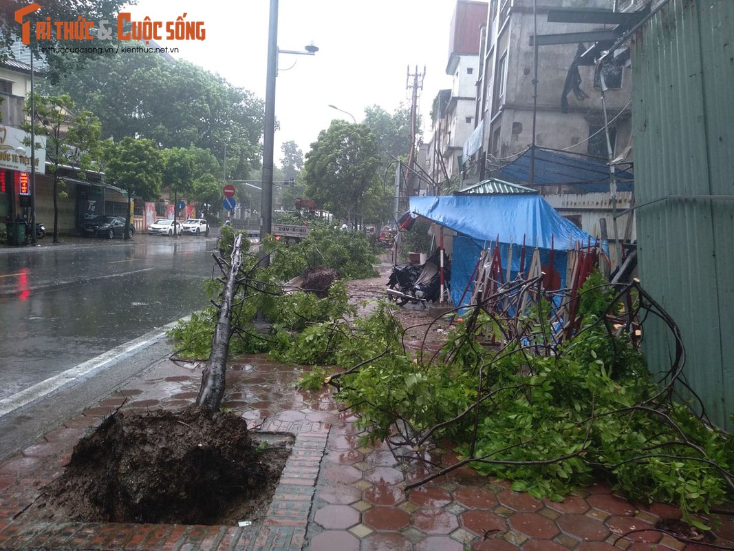 Hang loat cay xanh tren pho Ha Noi bat goc sau bao so 3-Hinh-7