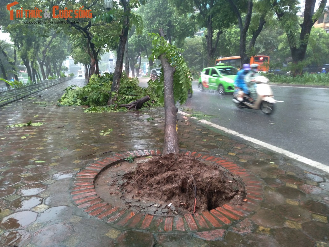 Hang loat cay xanh tren pho Ha Noi bat goc sau bao so 3-Hinh-8