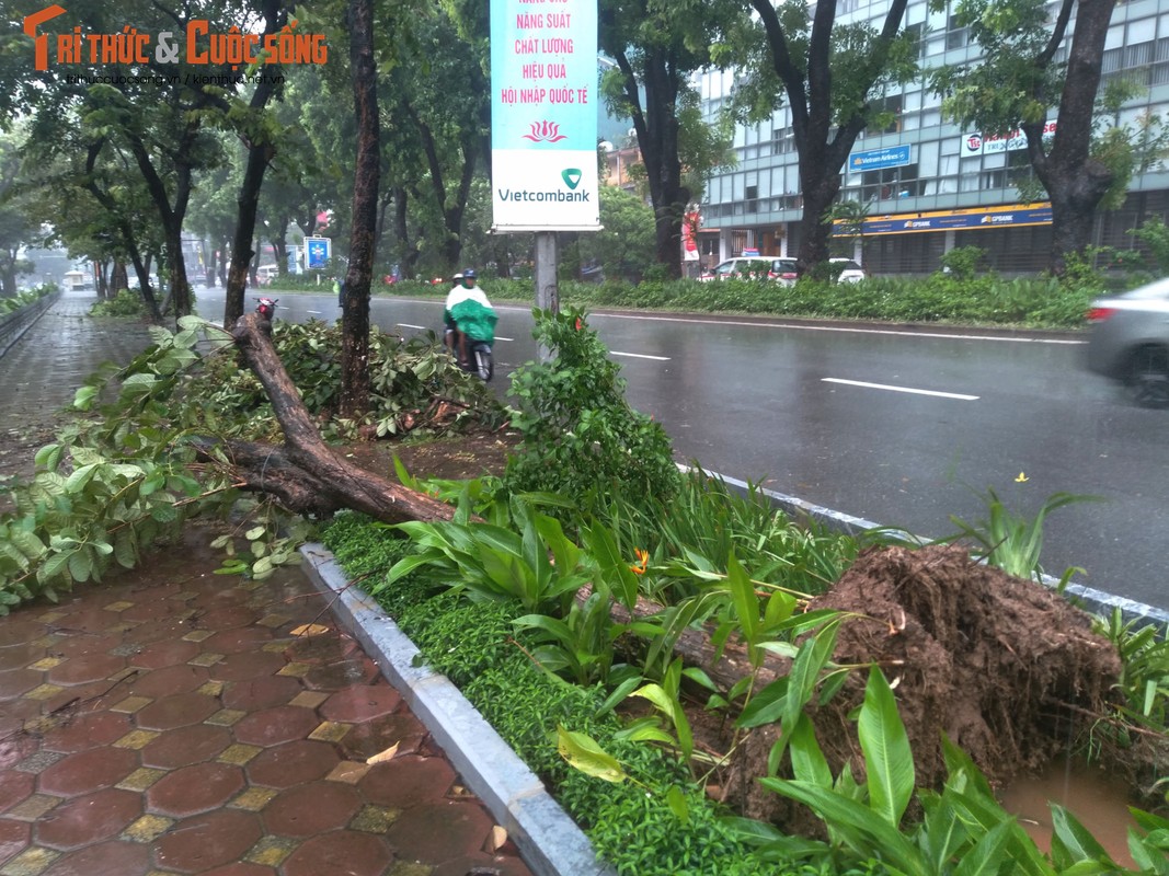 Hang loat cay xanh tren pho Ha Noi bat goc sau bao so 3-Hinh-9