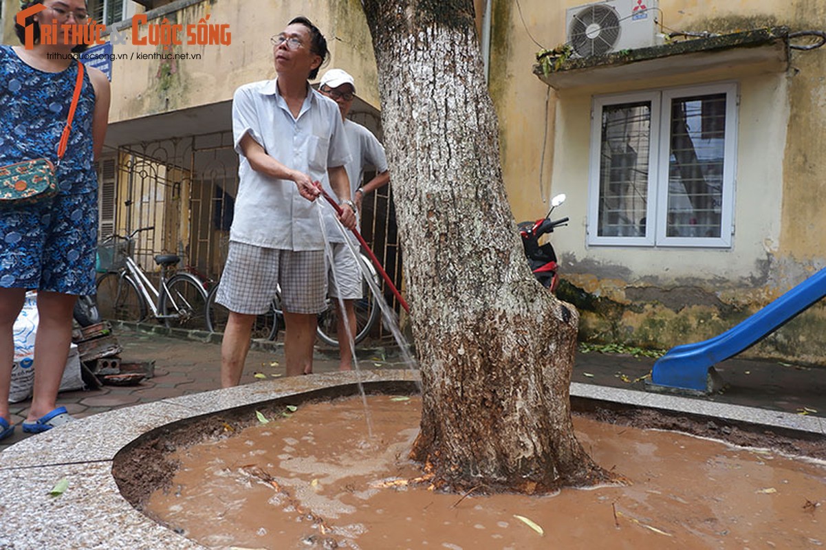 Hang cay sua tien ty rung la nhu mua, nguoi dan hoang mang tim ly do-Hinh-13