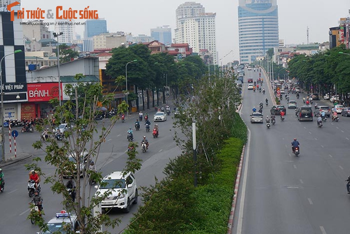 Phong la do o Ha Noi khong doi mau, chet heo sau gan 2 nam trong-Hinh-2