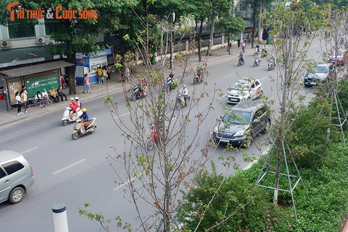 Phong la do o Ha Noi khong doi mau, chet heo sau gan 2 nam trong-Hinh-5