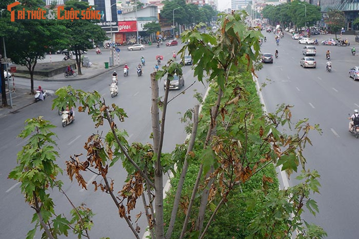 Phong la do o Ha Noi khong doi mau, chet heo sau gan 2 nam trong