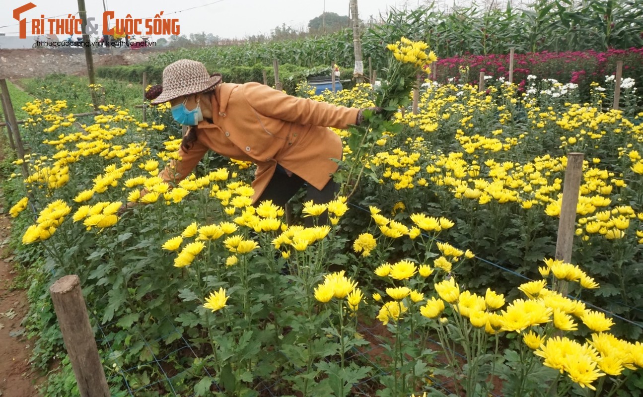 Ngam thung lung hoa giua vung dong bang chiem trung