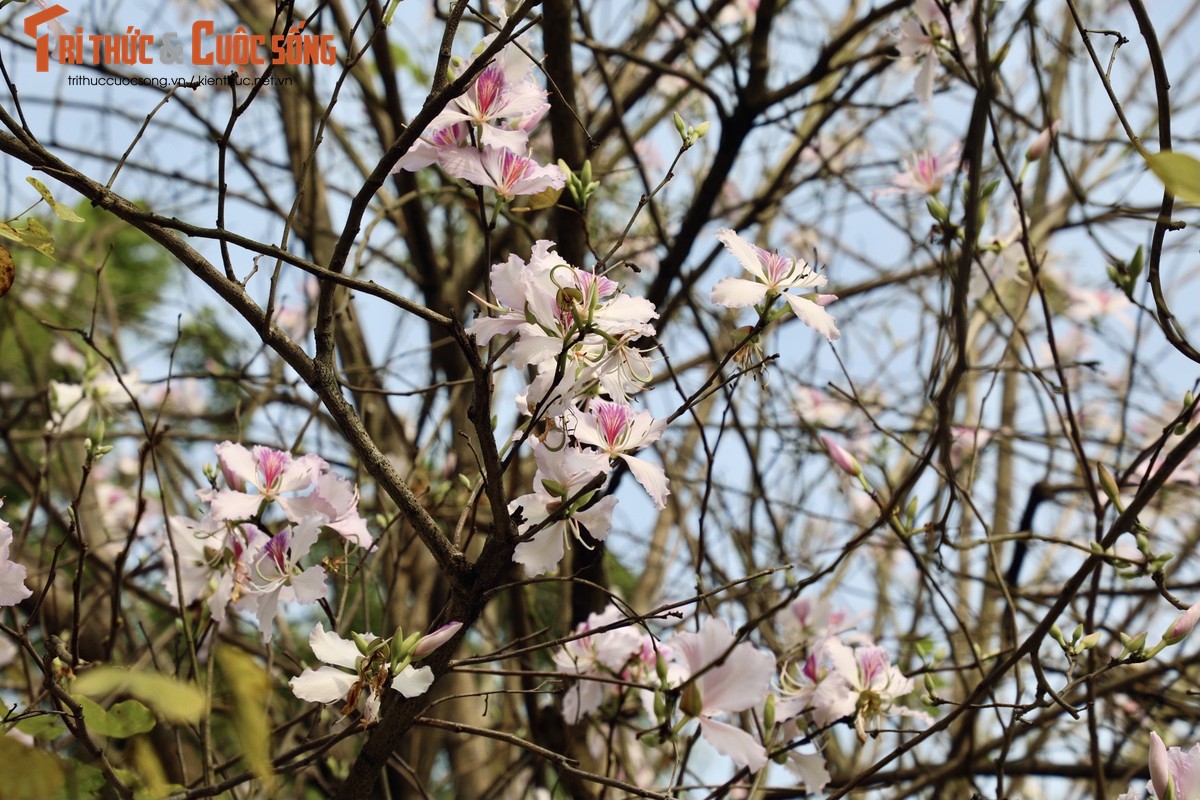 Hoa ban no ro, giua long Thu do ma ngo nhu rung Tay Bac-Hinh-8