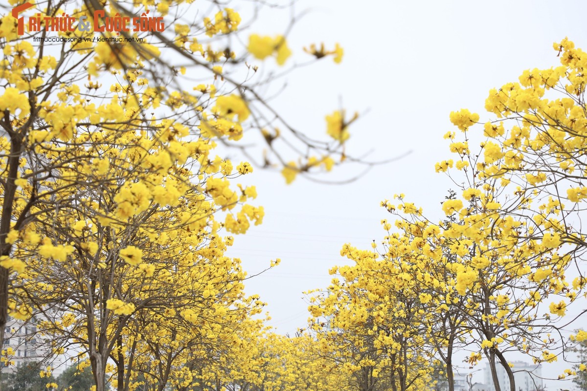 Duong hoa phong linh dep tua troi Au giua long Ha Noi-Hinh-3