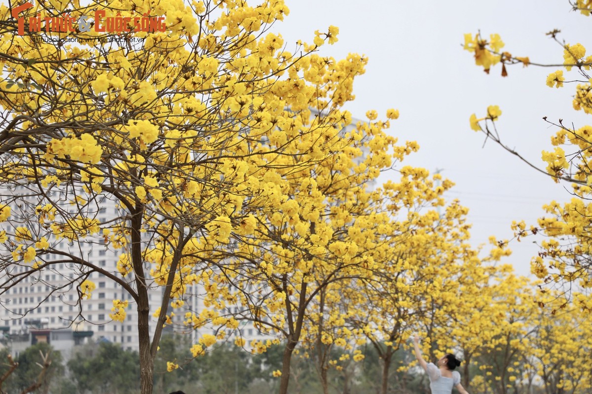 Duong hoa phong linh dep tua troi Au giua long Ha Noi-Hinh-4