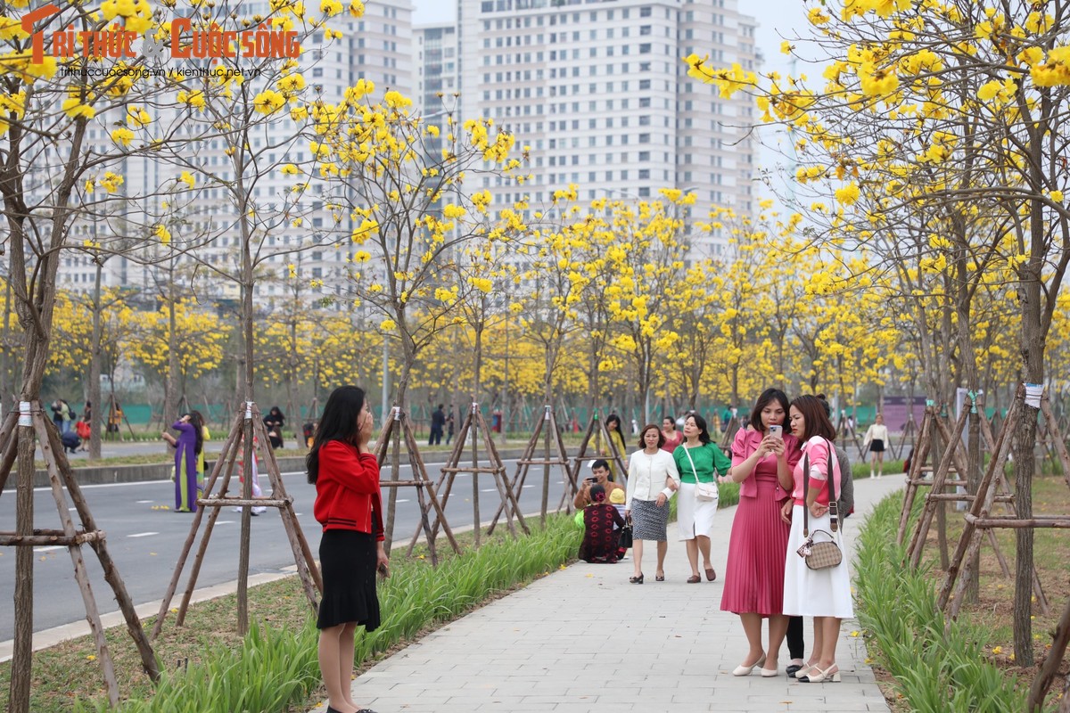 Duong hoa phong linh dep tua troi Au giua long Ha Noi-Hinh-9