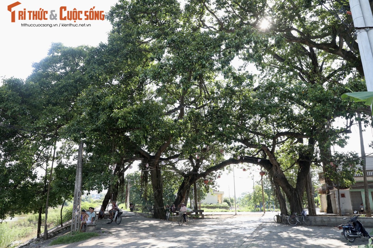 Chiem nguong cay da 9 goc tren 500 tuoi o ngoai thanh Ha Noi