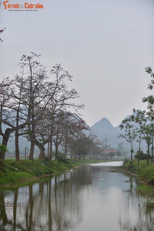 Hoa gao thang 3 do ruc ca goc troi Ha Noi-Hinh-11